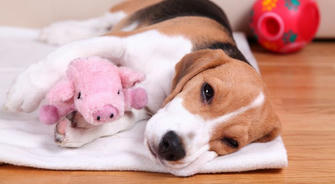 Why Your Pet Needs a Bodyguard: The Shocking Truth About Pet Insurance